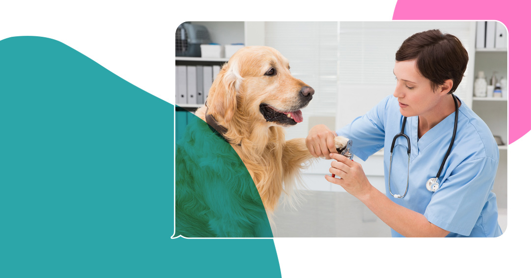 Veterinary clinics and SMS
